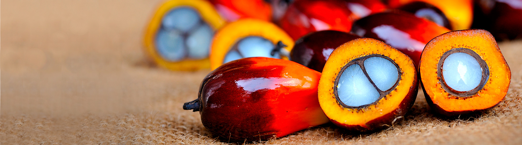 Palm fruits