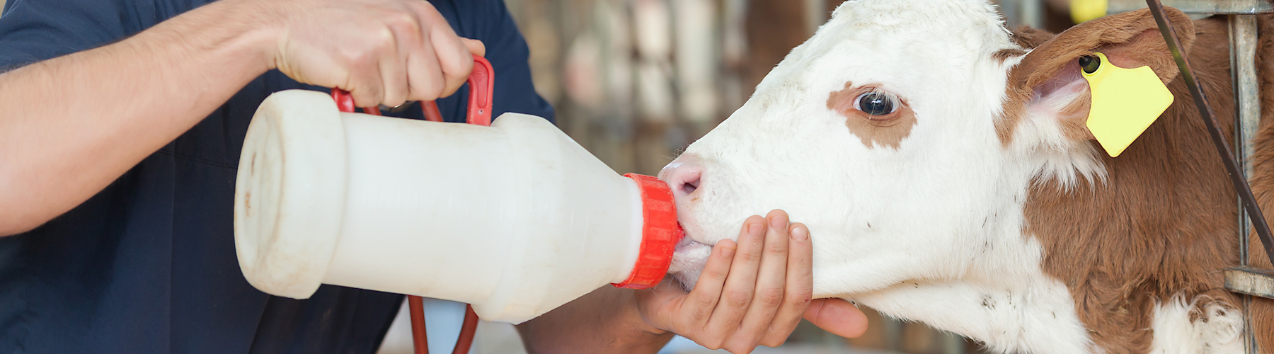 Milk replacer for calves